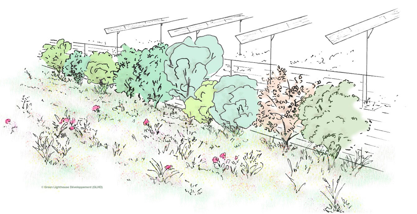 dessin_agrivoltaique