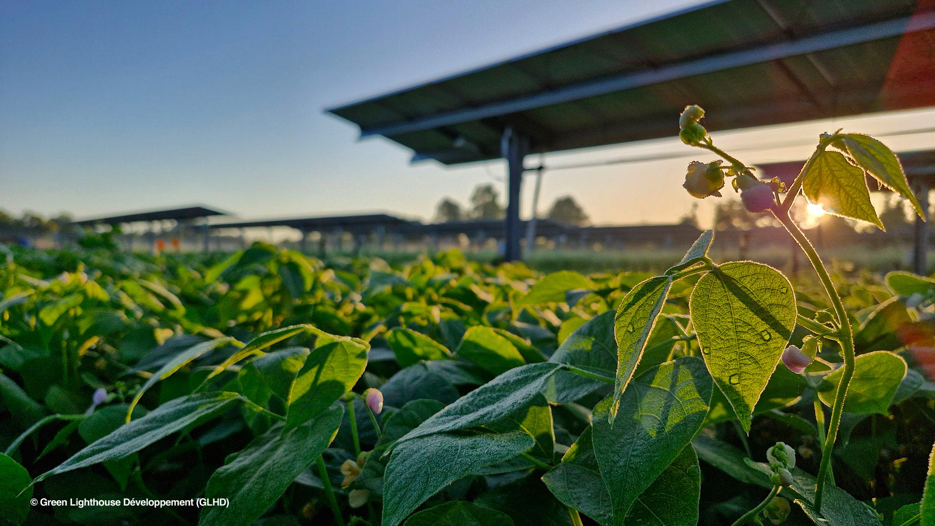paysage_agrivoltaique_1